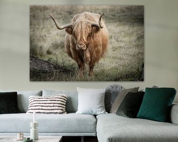 Schotse hooglander koe van KB Design & Photography (Karen Brouwer)