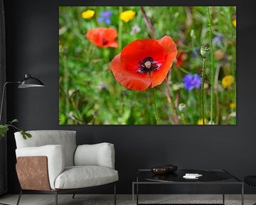Mohn im Feld.