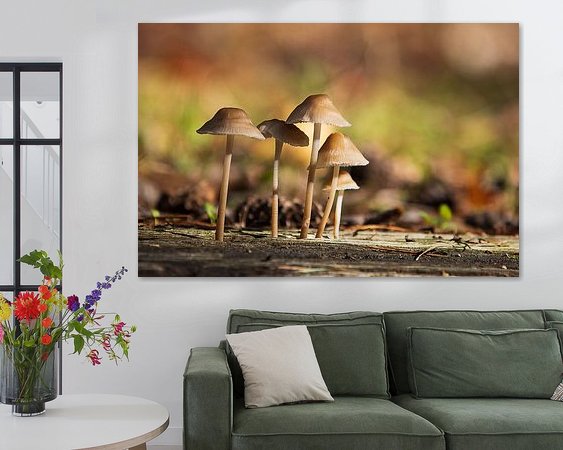 Aperçu de la chambre