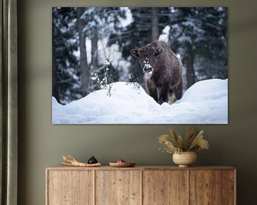 Wisent calf in the snow (landscape) by Vincent Croce