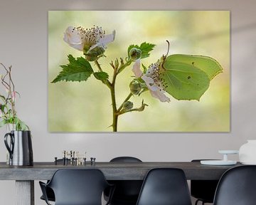 Lemon butterfly on blossom blackberry by Silvia Reiche