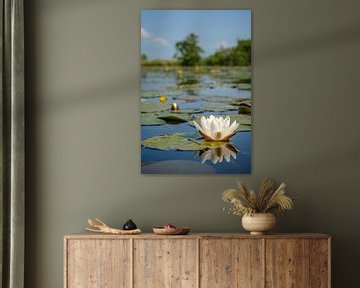 Water lily in the Wieden nature reserve by Sjoerd van der Wal Photography