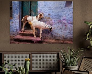 Gekleurde geiten één dag nadat het Holi festivak in India plaatsvond