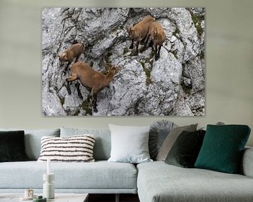 Stone fawns in the Alps