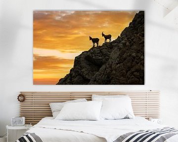 Ibexes at sunrise