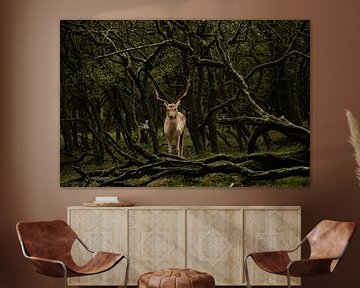 Fallow deer (Dama dama) by Wouter Van der Zwan