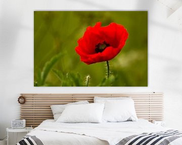 Mohn auf dem Feld von R.J. van Loon