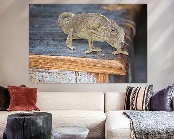 Chameleon on a table in the medina of Tunis by Judith van Wijk