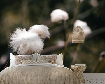Veenpluis witte pluis in het veld van Merlijn Arina Photography