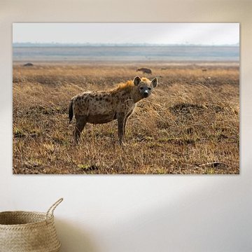 Hyäne in ihrem Lebensraum