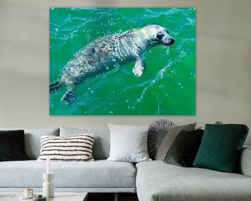 Zeehond Waddenzee van Image 52