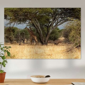 Giraffen unter dem Baum