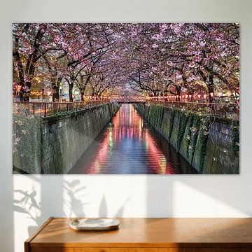 Cerisiers en fleurs à Tokyo, Japon