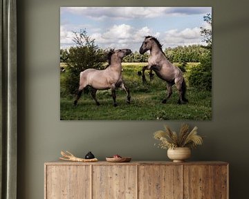 Wild Konik horses by Roel Van Cauwenberghe
