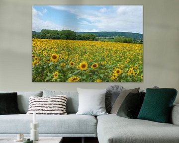 Sunflower field in France von Roel Van Cauwenberghe