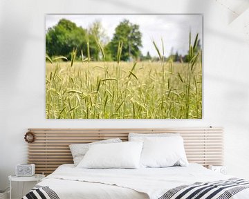 Summer rye field von Roel Van Cauwenberghe