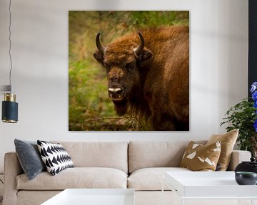 Wisent bull by Special Moments MvL