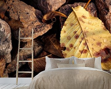 Autumn leaves among rocks