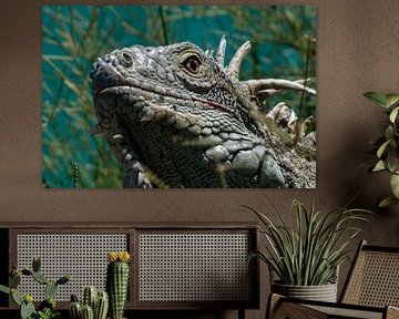 Caribbean iguana by Maikel van Willegen Photography