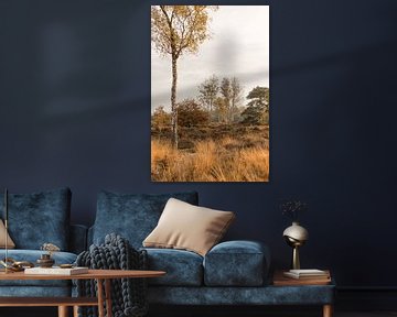 Paysage de bruyère et d'herbe avec des bouleaux dans la douce lumière du matin sur Mayra Fotografie