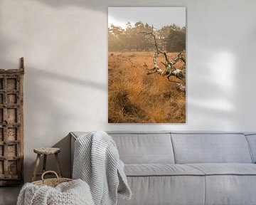 Gras/ heide landschap met berk karkas in zacht ochtend licht van Mayra Fotografie