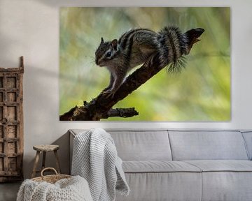 Sibirisches Erdhörnchen auf einem schönen Bokeh-Hintergrund von Gianni Argese