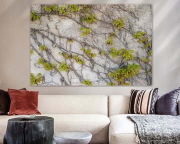 Grape branches on the wall