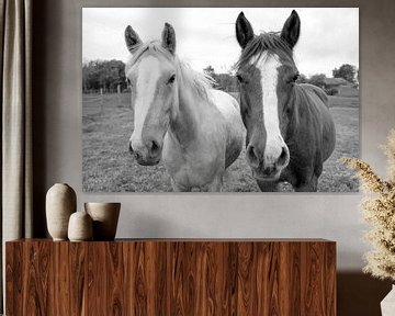 Twee nieuwsgierige paarden in zwart-wit van DroomGans