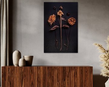 composition of 3 dried dahlias by Karel Ham