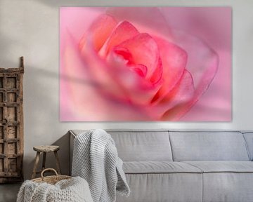 Een prachtige close-up van een roze roos van Gianni Argese