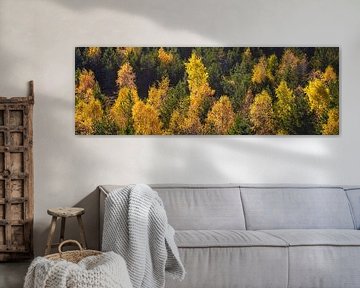 Panorama forest in black forest in autumn by Werner Dieterich