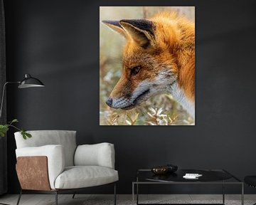 Beautiful portrait of a fox by Gianni Argese