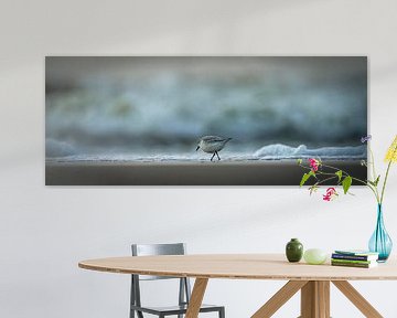 Bécasseau sanderling sur la plage sur Dirk van Egmond