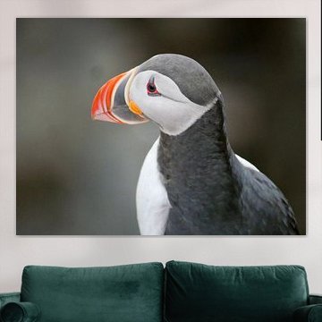 Nahaufnahme eines Papageientauchers mit schwarzem Hintergrund