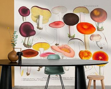 Boleten, eetbare, schadelijke en verdachte paddestoelen van Teylers Museum