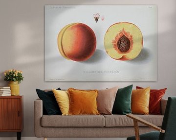 Peach, W. Lauche, German pomology by Teylers Museum