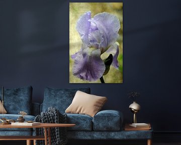 Iris vintage von Martine Affre Eisenlohr