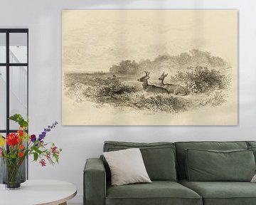 Un cerf et une biche dans un paysage, Bodmer, Karl