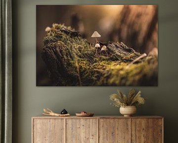 Small cute mushrooms on a tree stump with lots of moss by Hilco Hoogendam