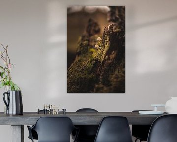 Mushrooms on the side of a tree stump by Hilco Hoogendam