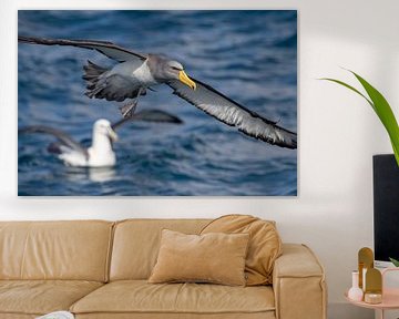 Chatham Albatross, Thalassarche eremita by Beschermingswerk voor aan uw muur