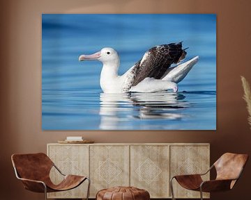 Southern Royal Albatross, Diomedea epomophora by Beschermingswerk voor aan uw muur