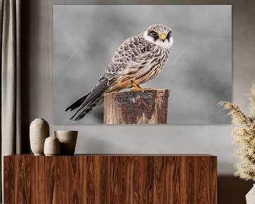 Red-legged falcon in the rain. by Gianni Argese