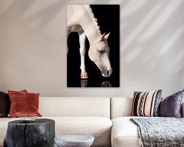 Pony mit reflektierender Nase von Rochelle Van rees