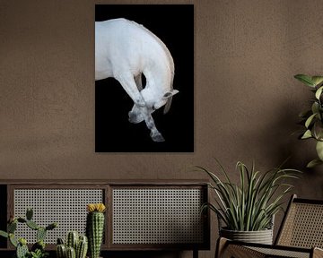 Fine-art white bending horse by Rochelle Van rees