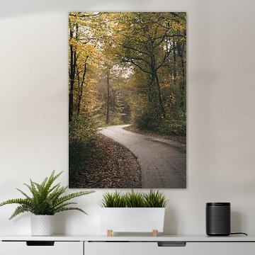 Path through the forest