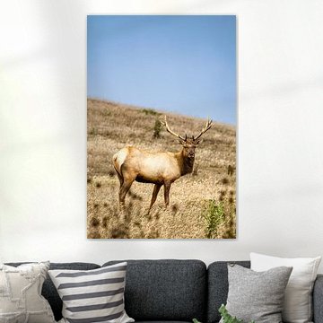 Tule-Wapiti (Cervus canadensis nannodes)