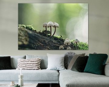 Pilze auf einem Zweig von Lisa Bouwman