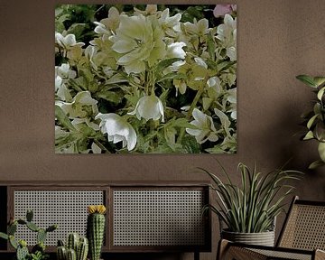 Ghostly White Lenten Rose by Dorothy Berry-Lound