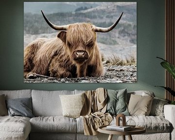 TW living - highland bull 01 sur TW living